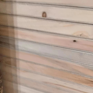 Top bán thông falcata hoặc paulownia lõi nhiều lớp gỗ khối Hội Đồng Quản trị cho xây dựng tủ và trang trí - Product Image 4