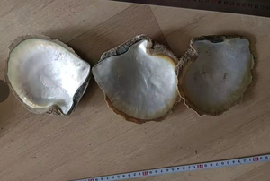 5 pouces naturel jaune nacre (MOP) artisanat matières premières stock d'usine lavé aspect naturel - Product Image 2