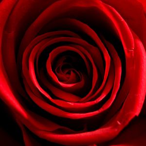 Coffret cadeau de rose unique pour les fêtes, ensemble de fleurs pouvant contenir des bijoux, joyeux anniversaire, rose rouge à grosse tête naturelle, fleur préservée - Product Image 6