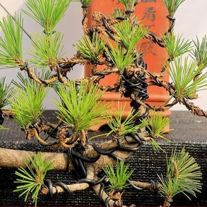 <span class=keywords><strong>ลวด</strong></span><span class=keywords><strong>บอน</strong></span><span class=keywords><strong>ไซ</strong></span> MOQ ต่ำวัสดุอลูมิเนียมสีเงินหรือสีดำพร้อมบริการดำเนินการ<span class=keywords><strong>ดัด</strong></span> - Product Image 6