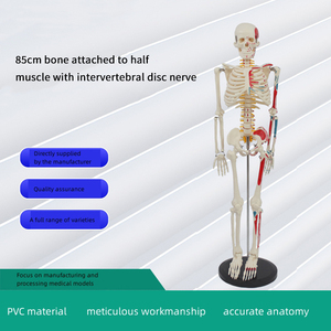 2025 vente chaude produits squelette osseux humain avec couleur musculaire et modèle de ligament fournitures médicales d'urgence - Product Image 3