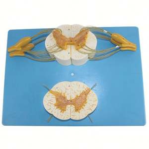 KyrenMed Modelo de Columna de Soporte para Médula Espinal <span class=keywords><strong>y</strong></span> Sistema Nervioso Periférico 5X Veces - Product Image 4