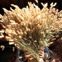Bunga Asli Eropa Bunny Tail Flower Bouquet Kering Alami untuk Pesta, Harga dan Kualitas Menarik, 50-60 cm, 10 Tangkai