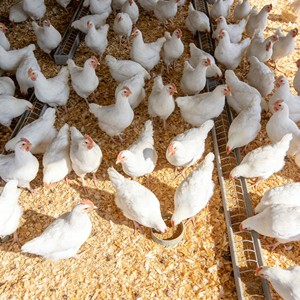 Promotor de Crecimiento de Ganado de Alto Rendimiento, Proteína de Soya Hidrolizada Enzimática, <span class=keywords><strong>FCR</strong></span> y ADG en Cerdos y Aves de Corral - Product Image 3