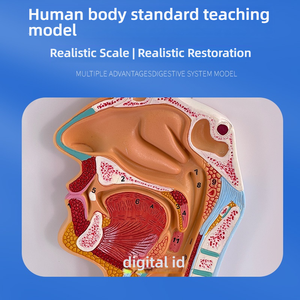 Modelo Anatómico del Sistema Digestivo Humano con Hígado, Estómago y Intestino Grueso para Entrenamiento en Ciencias Médicas, Tipo Maniquí - Product Image 3