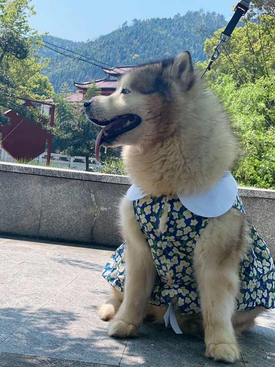 スカート Samoyed flowly skirt Samoyed flowly skirt