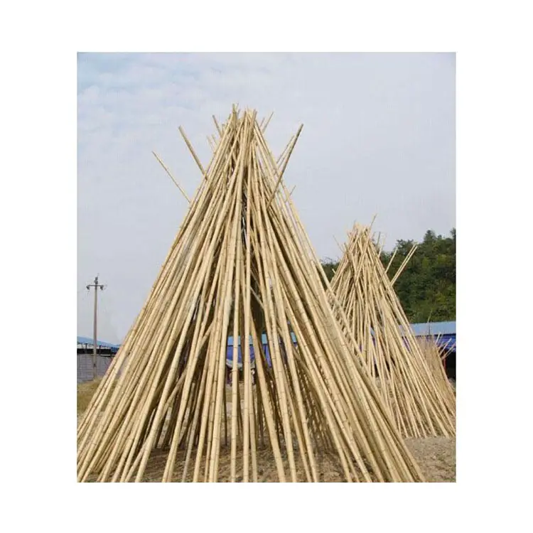bamboo tonkin cane Original and pure natural bamboo