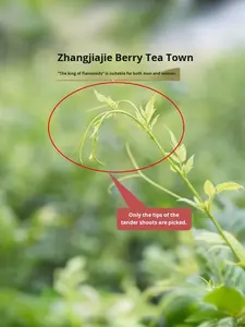 Personalización al por Mayor de <span class=keywords><strong>Té</strong></span> de Longevidad de Zhangjiajie, <span class=keywords><strong>Té</strong></span> de Brotes Orgánico Saludable - Product Image 2