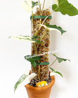 Nouvelle idée 2022 poteaux de mousse en plastique nid d'abeille plante escalade support fixe mousse colonne support tiges de support bâtons de noix de coco support