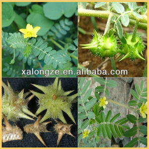 Tribulus terrestrisエキスtribulus粉末 - Product Image 2