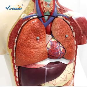 मानव टोर्सो एनाटोमिकल मॉडल मानव अंगों को पढ़ाने के लिए पुरुष और महिला ओपन-बैक लक्जरी मस्कुलर ट्रंक मॉडल 85 सेमी - Product Image 2