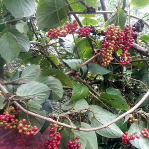 Tiges séchées de Wu Wei Zi Changbai Herbes de montagne Schisandra Chinensis <span class=keywords><strong>sauvage</strong></span> séchée Vigne du nord Wuweizi Épice d'assaisonnement - Product Image 5