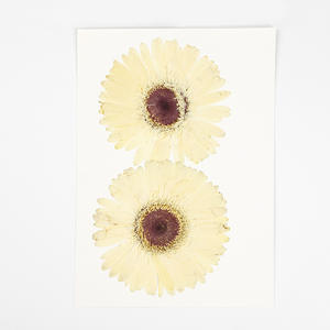<span class=keywords><strong>Pétalos</strong></span> de Flores Secas Naturales Prensados, Calidad <span class=keywords><strong>Floristería</strong></span>, Materiales para Manualidades, Artesanías Naturales - Product Image 3