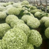 Arrangements floraux d'hortensia conservés Lovebay pour décor de restaurant à la maison hortensia séché pour la remise des diplômes de noël saint valentin