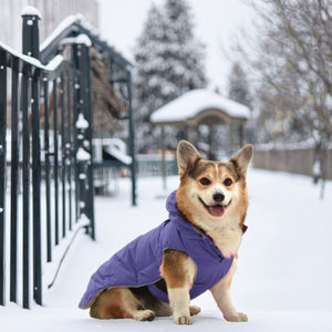 Grosir gaya baru Multi Warna harga rendah mantel anjing peliharaan musim dingin pakaian Anjing mode - Product Image 1