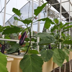 ระบบ Aquaponics อุปกรณ์การเกษตรถัง<span class=keywords><strong>ดั</strong></span>ตช์ผักและปลา - Product Image 3