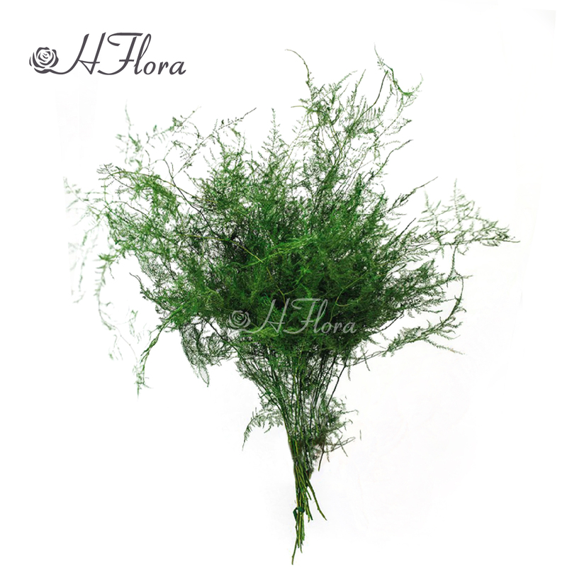 HFlora Wholesale Natural Preserved Asparagus Retrofractus