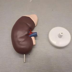 Modelo Anatómico de Riñón con Glándula Adrenal - Herramienta de Enseñanza de Nefrología Desmontable - Product Image 3