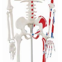 Modelo de Huesos de Anatomía Humana para Enseñanza Médica, 85 cm, con Nervios y Vasos Sanguíneos, Escala 1:2, Tamaño Real