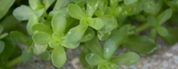 Extrait de Bacopa Monnieri en poudre 99% Saponines Extrait de plante médicinale Qualité alimentaire Complément oral