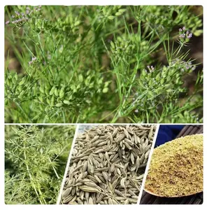 Qingchun Fornecimento de fábrica de especiarias por atacado Produtos de ervas com especiarias únicas Sementes de cominho seco