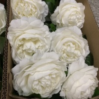 K-0171 Pivoines blanches de haute qualité au toucher réel, fleurs de pivoine en latex réalistes en vrac pour les centres de table de mariage, les arrangements floraux de fête