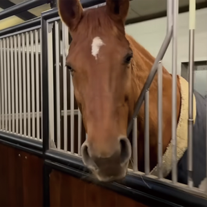 Qiqian Hergestellter Pferdestall mit Bambusfüllung und Verzinktem Stahlrahmen Permanenter Vorgefertigter Europäischer Pferdestall - Product Image 3