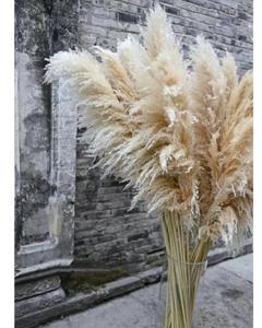 Flores secas de hierba Pampa hechas a mano en pelo gris caña Grande y Pequeña para decoraciones de boda nórdicas al por mayor - Product Image 3