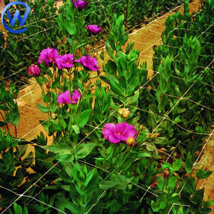 Filet de soutien pour roses grimpantes, œillets, tulipes, légumes et clématites - Product Image 6