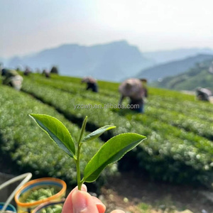 Thé noir Darjeeling <span class=keywords><strong>de</strong></span> marque propre OEM, thé Earl Grey biologique, bergamote, thé en vrac fermenté sain en sachets et en boîtes - Product Image 5