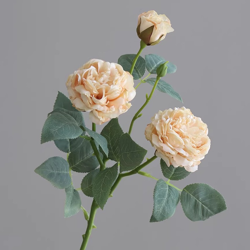 แชมเปญ