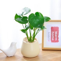 Tanaman Monstera Mini dalam Pot - Perawatan Mudah, Dedaunan Hijau, Gaya Amerika Modern Minimalis Mewah, Anti Radiasi, Penjernih Udara, untuk Dalam Ruangan