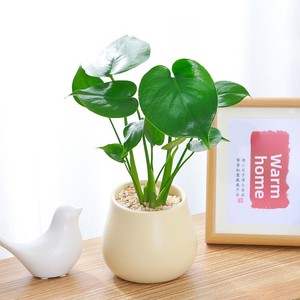 Mini Monstera in Vaso - Pianta Verde Facile da Curare, Stile Americano Moderno Minimalista <span class=keywords><strong>di</strong></span> Lusso per Soggiorno - Product Image 4