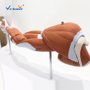 דגם אנטומי של 7 חלקים של שרירים, דגם אנטומי של שרירי הזרוע עבור מדעי הרפואה - Product Image 5