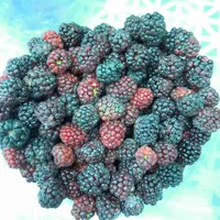 Sinocharm BRC-A承認された新鮮なIQF冷凍栄養ブラックベリー高品質