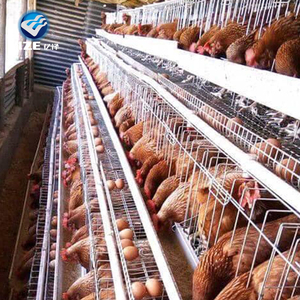 Jaula tipo a para aves <span class=keywords><strong>de</strong></span> corral, jaula para <span class=keywords><strong>pollos</strong></span>, polluelos <span class=keywords><strong>de</strong></span> bebé - Product Image 5