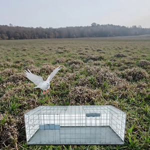 <span class=keywords><strong>Cage</strong></span> de piège à animaux pour oiseaux en fil métallique pliable robuste filet de chasse sans cruauté pour la lutte antiparasitaire au <span class=keywords><strong>sanglier</strong></span> Pigeon - Product Image 1
