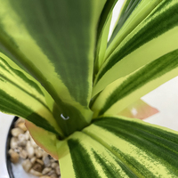 Faux plante artificielle bonsaï, 84Cm, 13 feuilles, bois Tropical brésilien, pour décoration intérieure, vente en gros, sans Pot