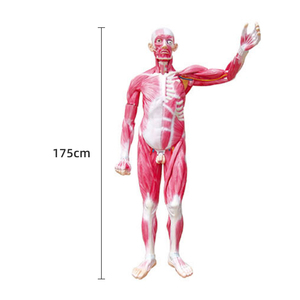 Modèle musclé du <span class=keywords><strong>corps</strong></span> entier 29 pièces Modèle de muscles humains Modèle d'anatomie des organes internes médicaux et des muscles humains grandeur nature - Product Image 2