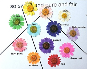 <span class=keywords><strong>Fiori</strong></span> <span class=keywords><strong>di</strong></span> Crisantemo Naturale Bianco T308 <span class=keywords><strong>Fiori</strong></span> Pressati per Gioielli in Resina Collane Bigiotteria Anelli Confezione Sottovuoto - Product Image 5