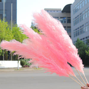 Pampas rosas perfectas para decoración del hogar, flores secas grandes y esponjosas, hierba Natural seca - Product Image 1