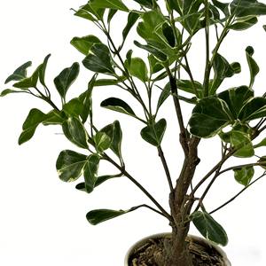 Bonsái artificial de ficus, árbol de baniano artificial en maceta, hojas en forma de corazón - Product Image 6