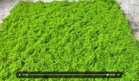 Jardinière de Bonsaï pour Fenêtre d'Intérieur avec Mousse Artificielle Mur de Plante Tambour en Plastique Pelouse pour Cultiver Herbe Fenêtre Feuillage