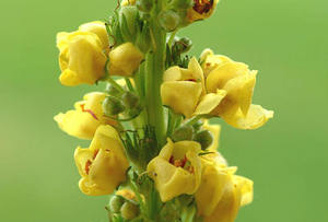 Coleus-extracto de forskoglii, <span class=keywords><strong>Forskolin</strong></span> 1-20%, Coleus, forskohli(Wild.), Briq - Product Image 5