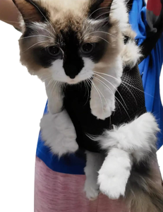 Ayarlanabilir evcil hayvan taşıyıcı sırt çantası-ön bakan köpek kedi seyahat çantası bacaklar dışarı tasarım, yürüyüş kamp için nefes örgü - Product Image 4