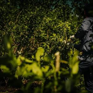 Té Verde de <span class=keywords><strong>Yerba</strong></span> <span class=keywords><strong>Mate</strong></span>, <span class=keywords><strong>Yerba</strong></span> <span class=keywords><strong>Mate</strong></span> Brasileña, Ilex Paraguariensis Paraguayo |   Hojas Sueltas OEM/ODM 250g - Product Image 4