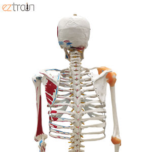 पूर्ण-आकार के साथ कंकाल मांसपेशियों और स्नायुबंधन, जीवन आकार के साथ रंगीन पेशी, कक्षा शिक्षण, डॉक्टरों, chiropractors - Product Image 5