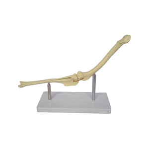 KyrenMed Model tulang anjing artikulasi sendi lutut anjing Femur dan Shin Tibia Model kerangka tulang anjing - Product Image 1