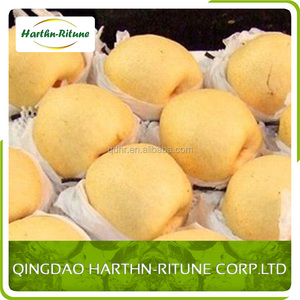 Cây Trồng mới <span class=keywords><strong>laiyang</strong></span> tươi lê - Product Image 1