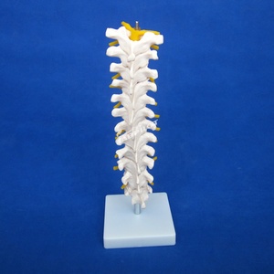 Modèle de vertèbre thoracique, colonne vertébrale avec moelle épinière et simulateur de nerfs Structure osseuse enseignement fantôme médical - Product Image 5